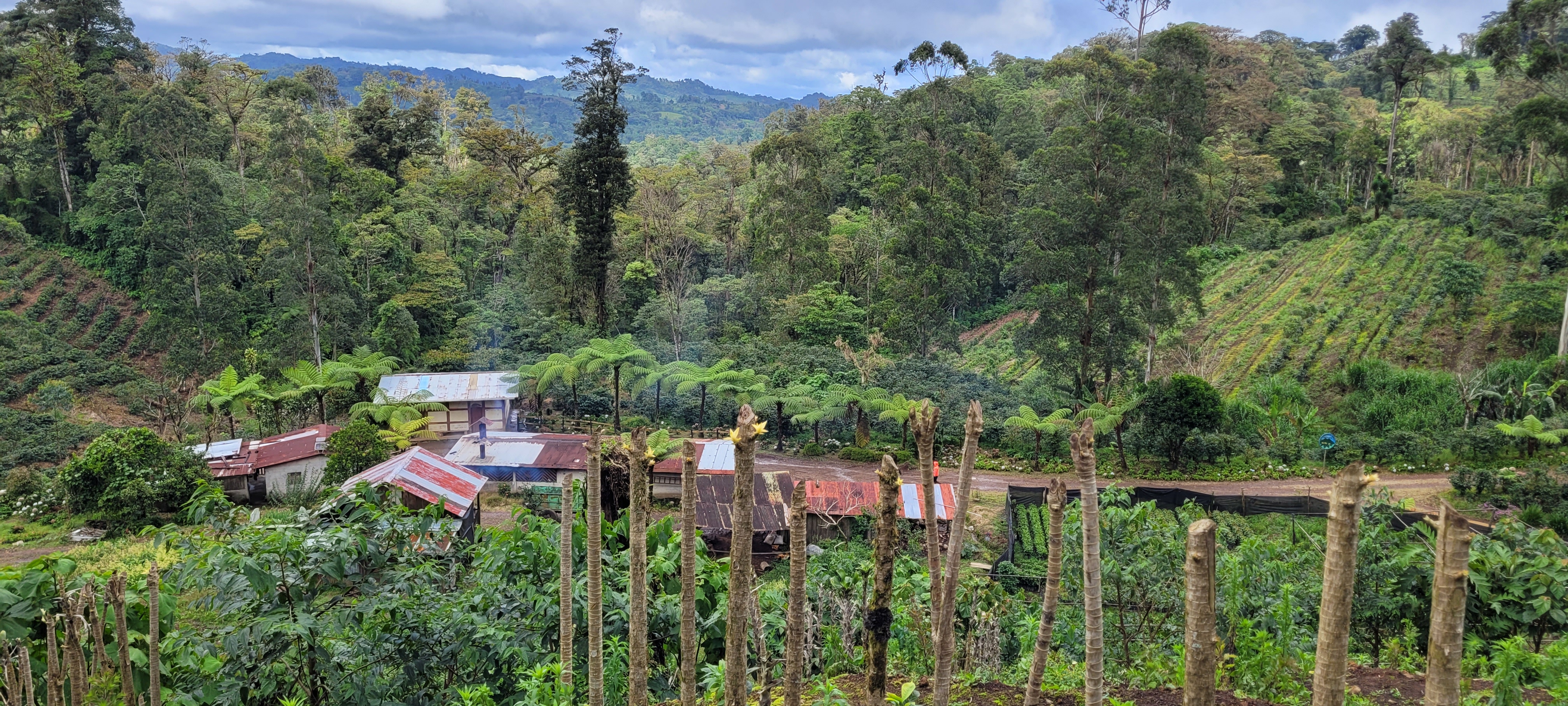Kaffeefarm von weitem - Hintergrund